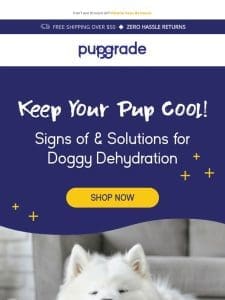 Is Your Pup Parched? Signs To Look Out For