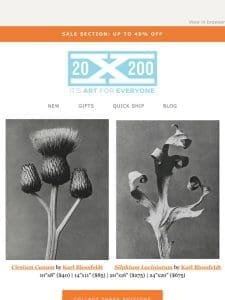 New! Karl Blossfeldt’s expressive plant portraiture