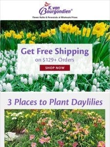 3 Places to Plant Daylilies | Free Shipping Offer