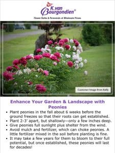 5 Tips for Better Peonies