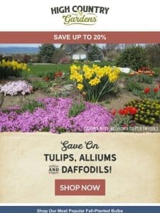 Bulb Sale | Tulips， Daffodils & Alliums