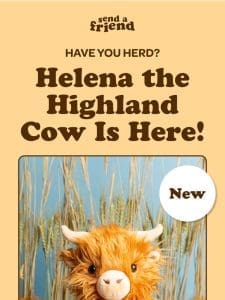 Helena the Highland Cow is HERE!