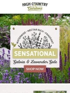 How To Choose The Best Lavender & Salvia