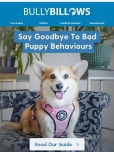 Is Your Pup Misbehaving? ??