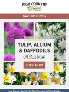 Last Chance | Save Up To 20% On Tulips， Daffodils & Alliums