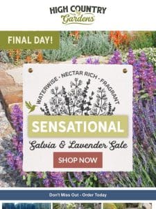 Lavender & Salvia Sale Ends Tomorrow