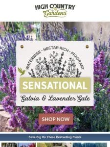 Lavender & Salvia Sale | Save Up To 10%