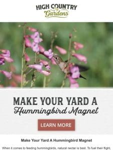 Make Your Yard A Hummingbird Magnet