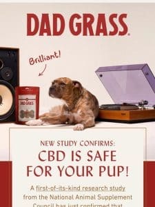 NEW STUDY: CBD is safe for dogs!