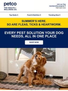 Protect your dog from peak pest season