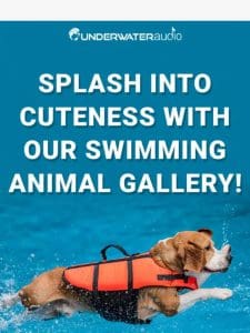 Splash into Cuteness with Our Swimming Animal Gallery!