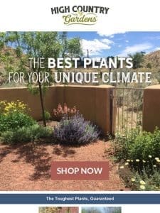 The Best Plants For Your Unique Climate